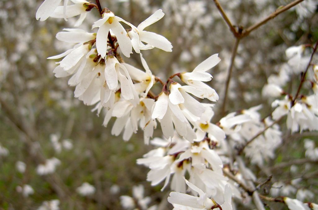 Abeliophyllum distichum