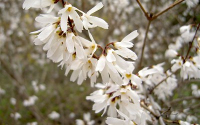 Regard sur les plantes