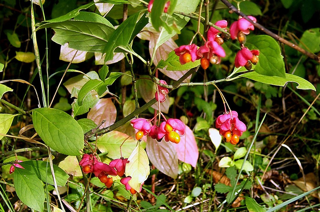 Euonymus_europaeus