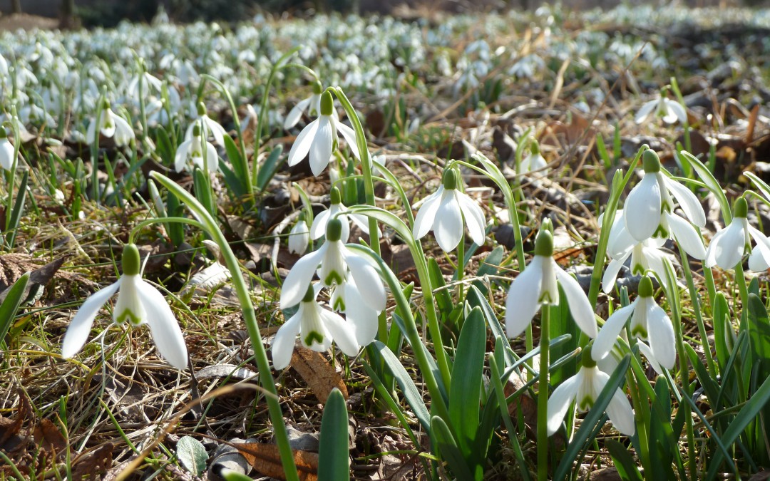 Les perce-neige