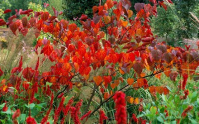 L’entretien d’un jardin