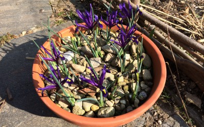 Iris reticulata