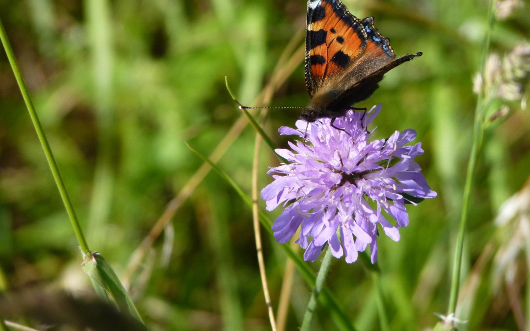 Gardening with native flowers