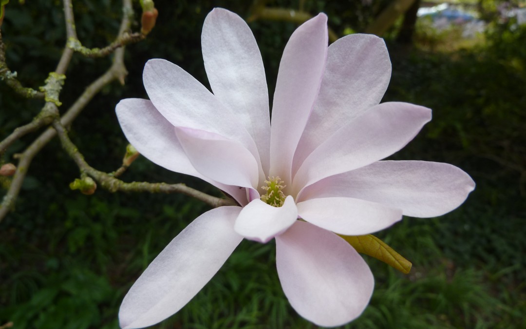 Magnolia x loebneri 'Leonard Messel'