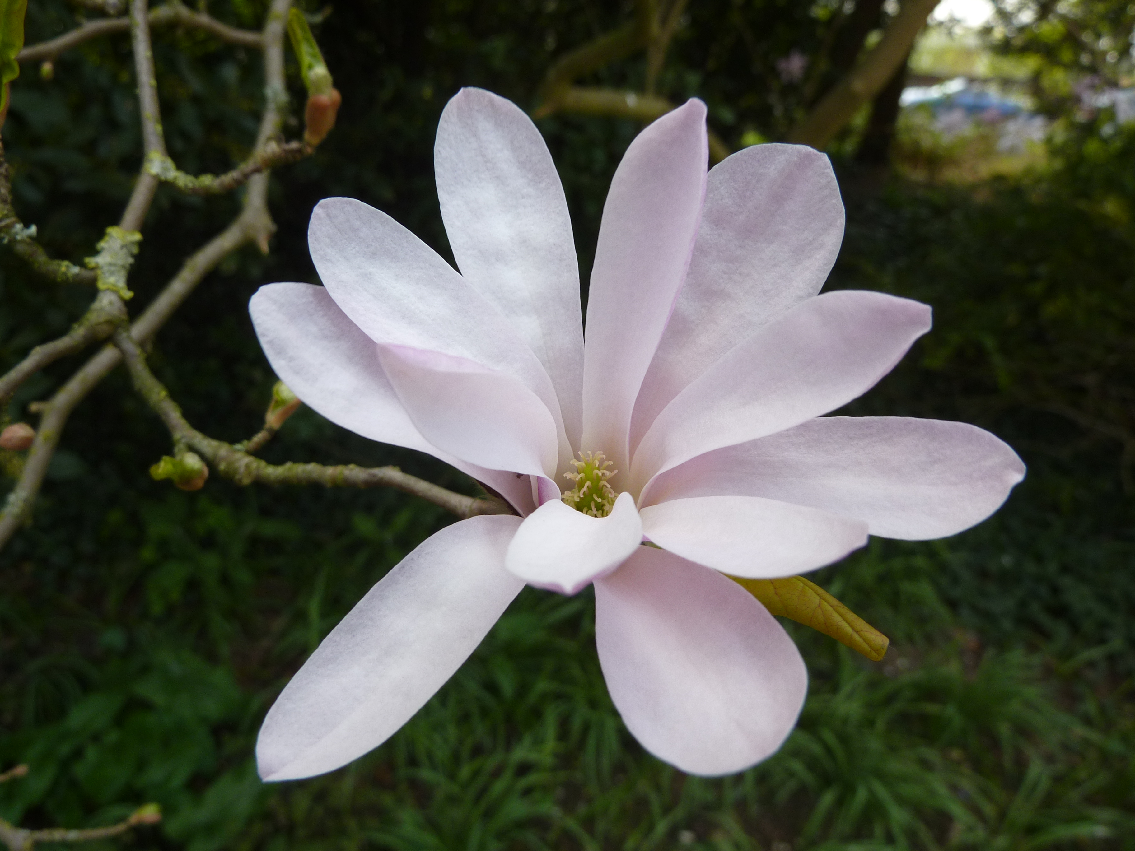 Magnolia Loebneri Mag S Pirouette Купить