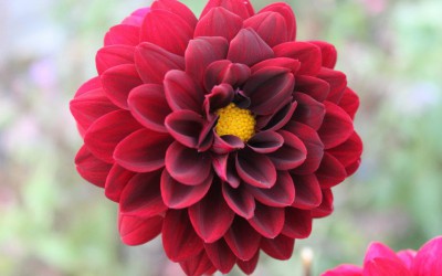 Dahlia