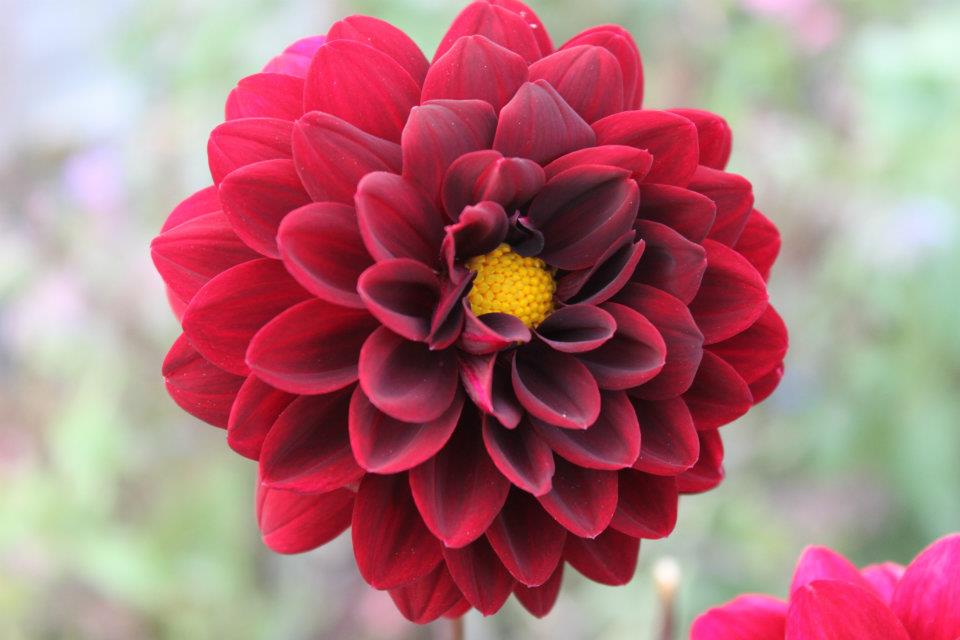 Dahlia