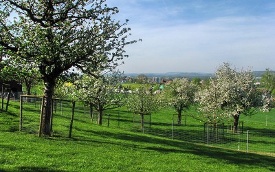 Standard tree orchard