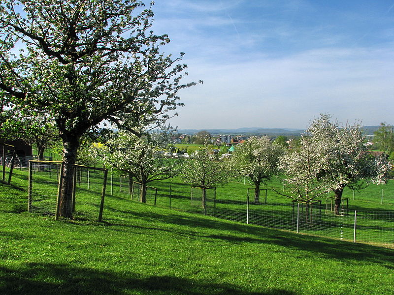 Standard tree orchard