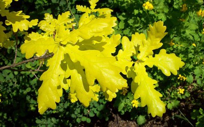 Manifeste pour le jaune