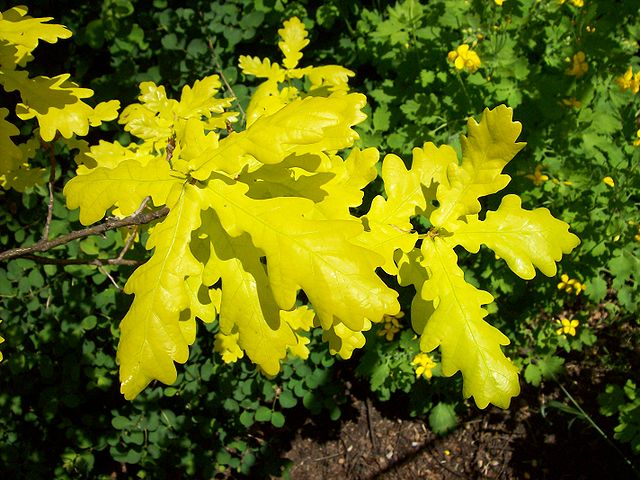 Manifeste pour le jaune