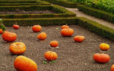 Le faux potager