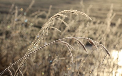 Bonne année 2015 au jardin!