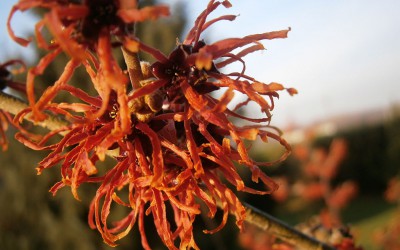 Winter-flowering scented shrubs