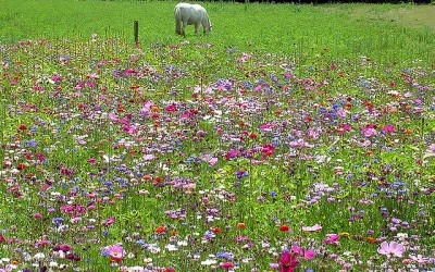 Floral fallow